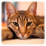 Logo of Cats Wallpapers android Application 