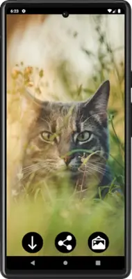 Cats Wallpapers android App screenshot 2