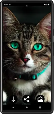 Cats Wallpapers android App screenshot 4